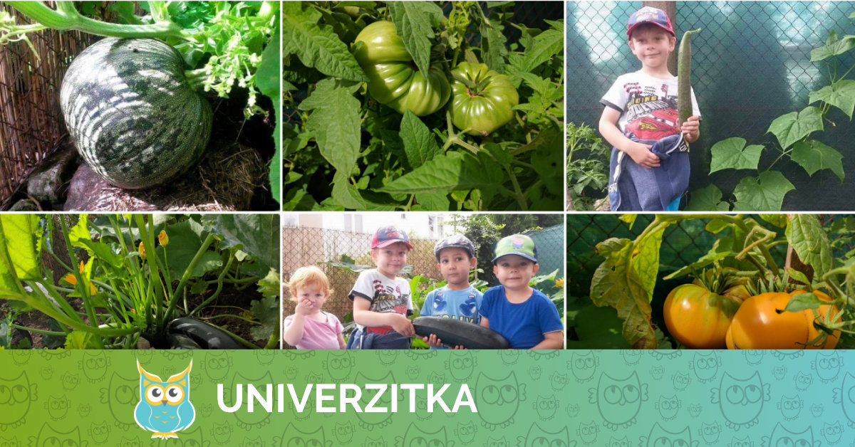Zeleninová úroda v Univerzitce